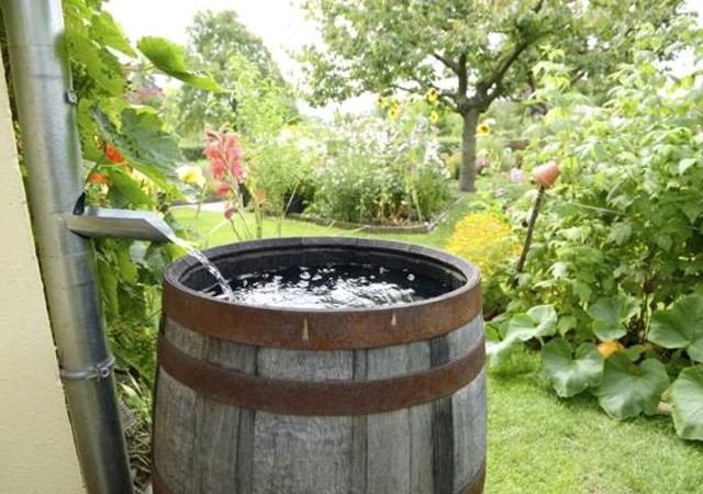 Rain Barrel